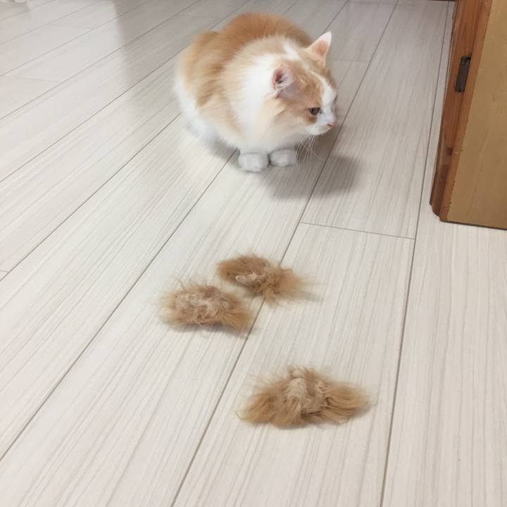 9ac2c15c 16f0 47ba 9ea5 a49f4687b6fe