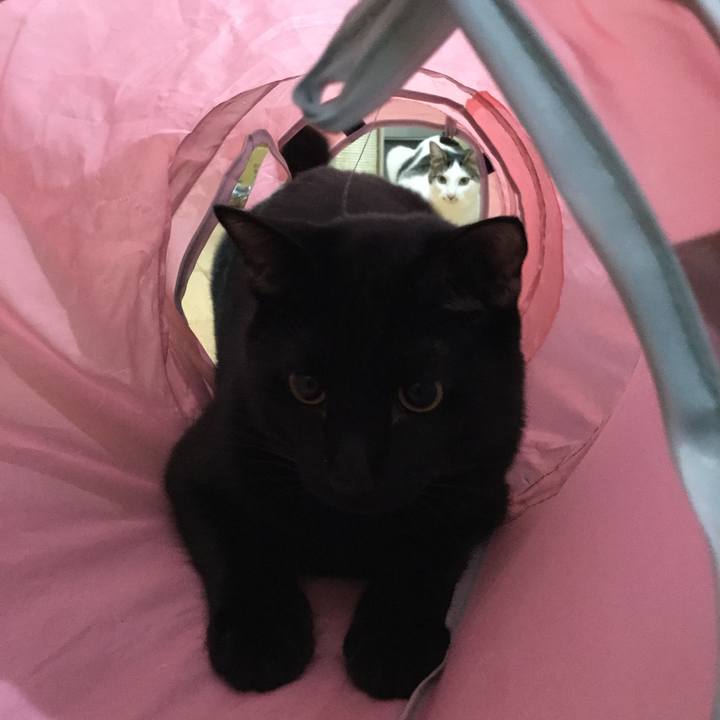 9ace0359 65a0 4b44 9ac3 7ec29b9634af