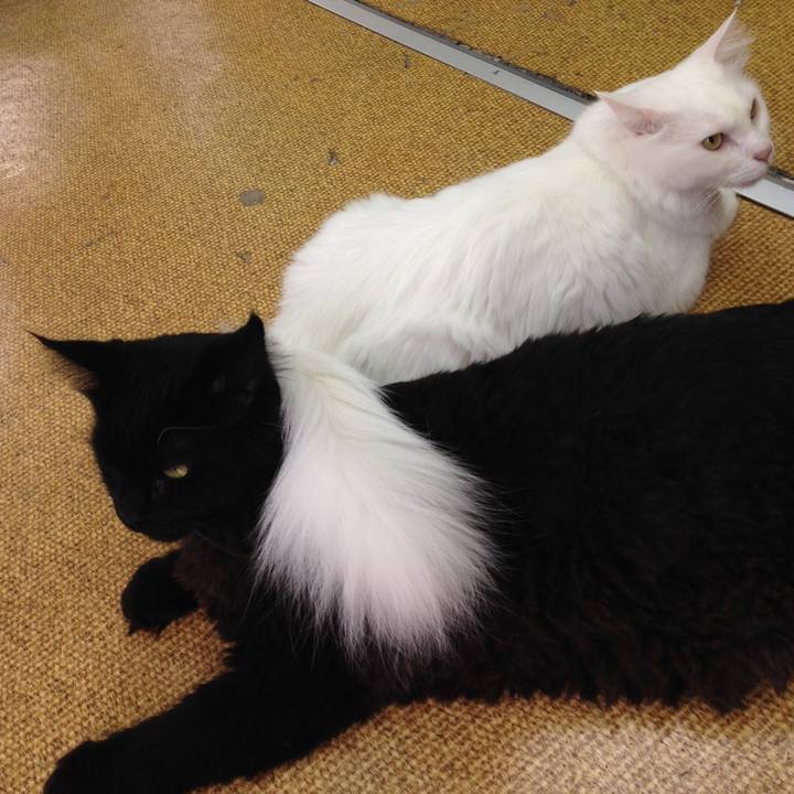 9acf7a5b 3410 4ea2 bd85 c4ef7fbe1e29