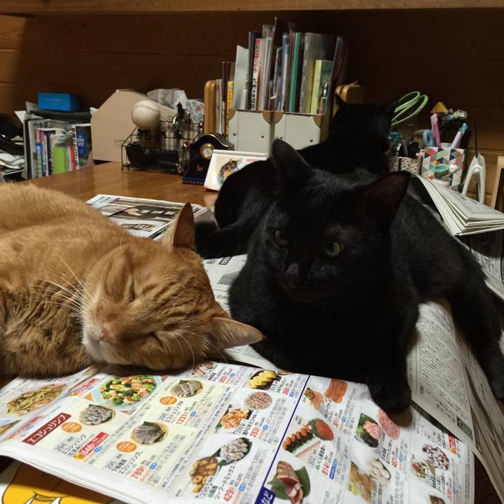 9ad517dd 76ec 4676 a964 6e5cb5ae1237