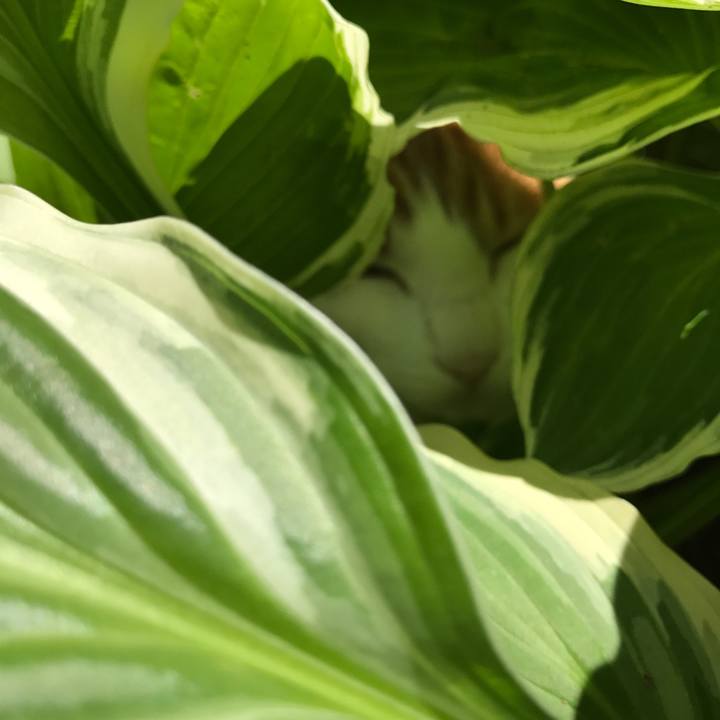 9ae49fc4 555d 4242 bee5 fa1f8421ccdf