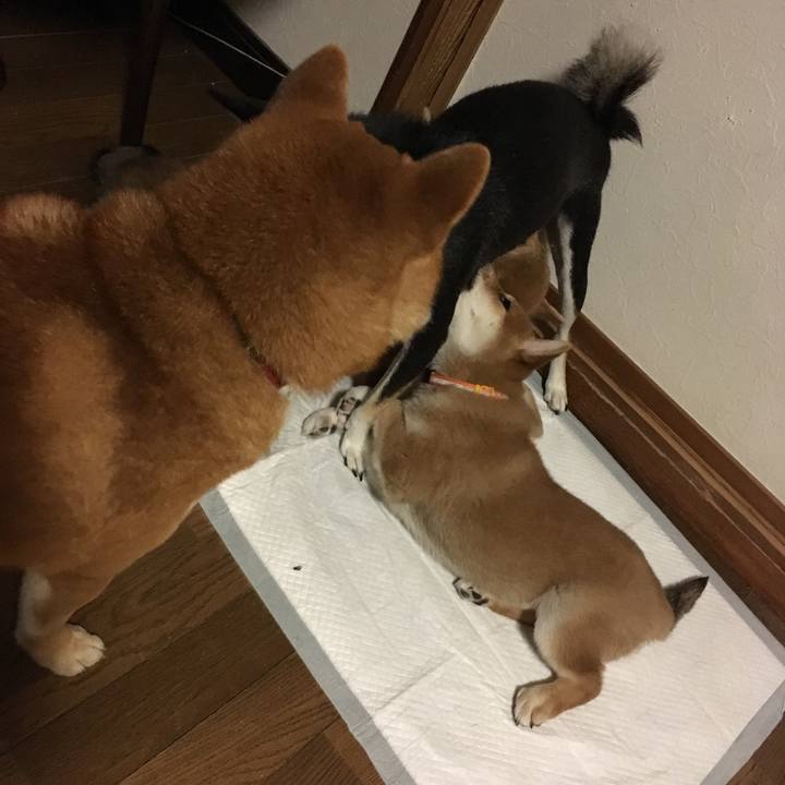 9ae6d274 a7d8 4379 bb97 40a78c20a2a9