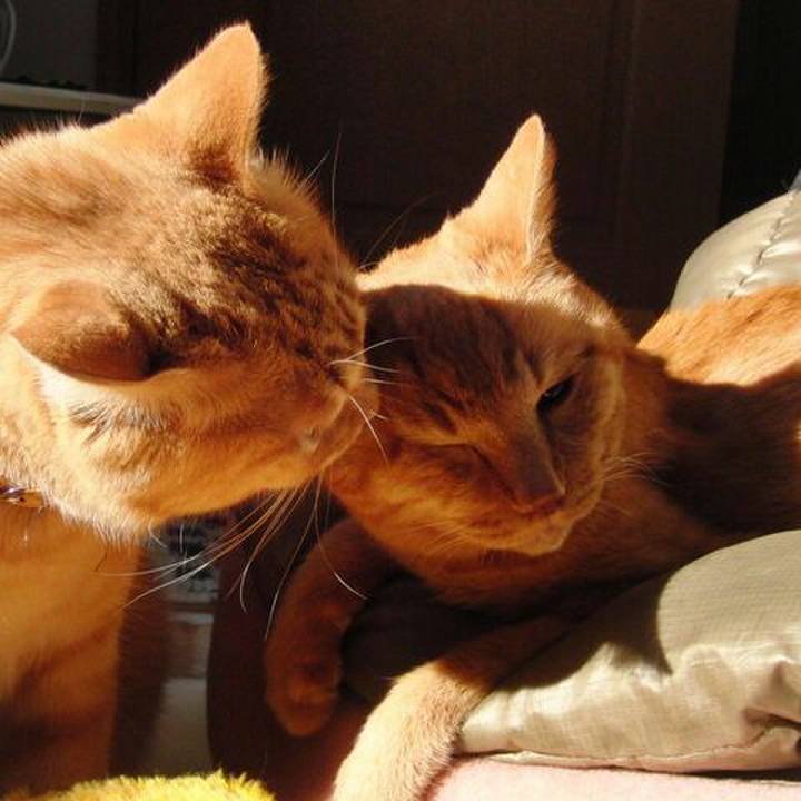 9ae7cab9 05b9 4c15 bded 56079adcb81b