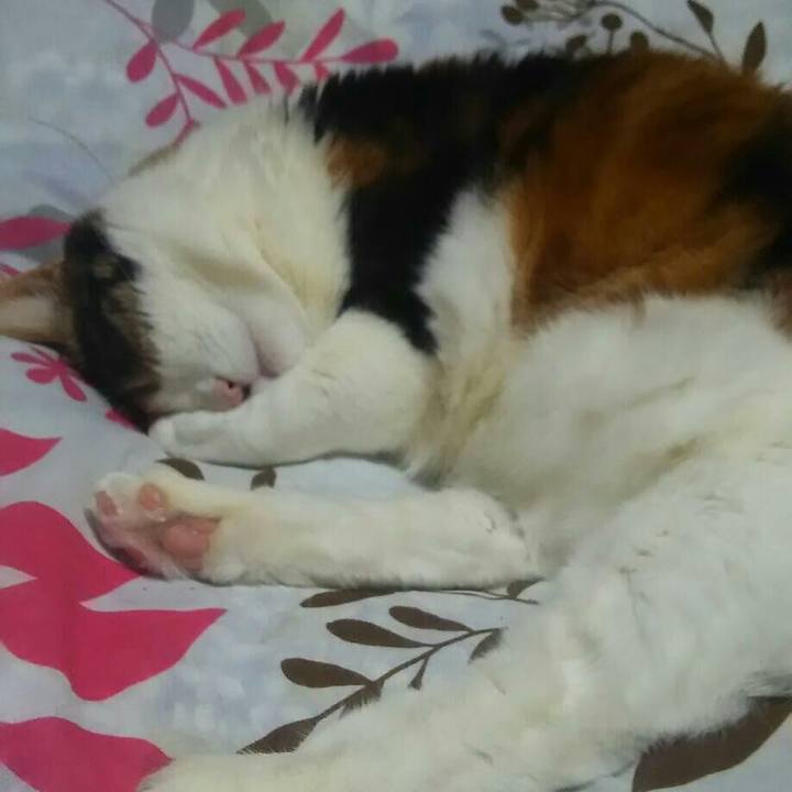 9ae87291 62ec 4b5a 941b eba485bfbc2b