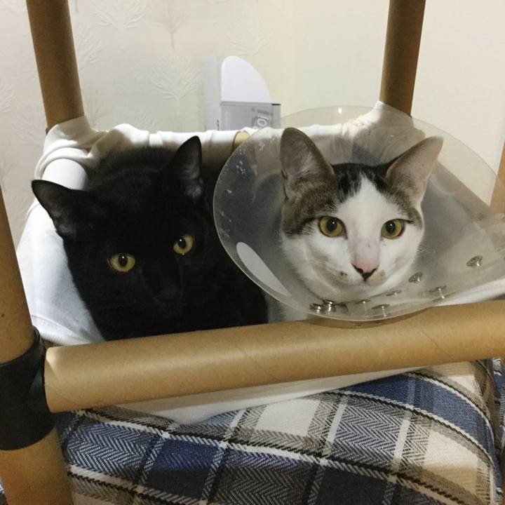 9ae915f5 f4f2 4006 a788 313d2ed18d47