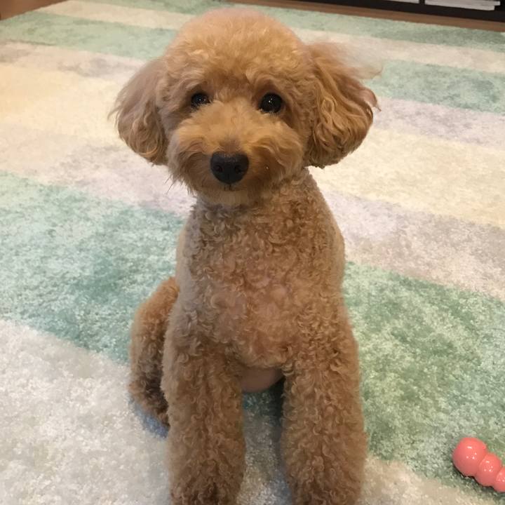 9aeaf619 8550 4a0b afcb 1adcdcc51bf9