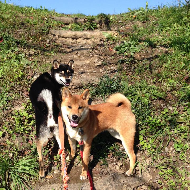 9aef55f8 4f53 4c50 9379 6df0363be45c