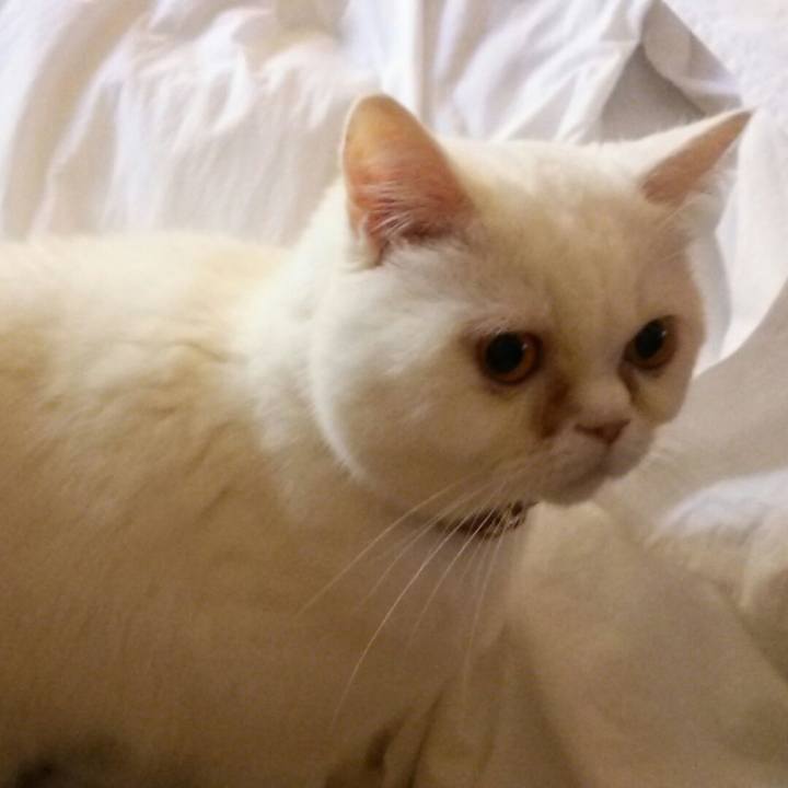 9b052e74 9a5d 4000 bcec 80f2aaeada86