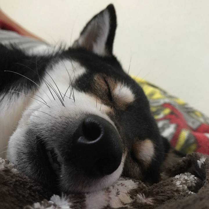 9b11f282 cdca 4373 aefb ceee9b824594