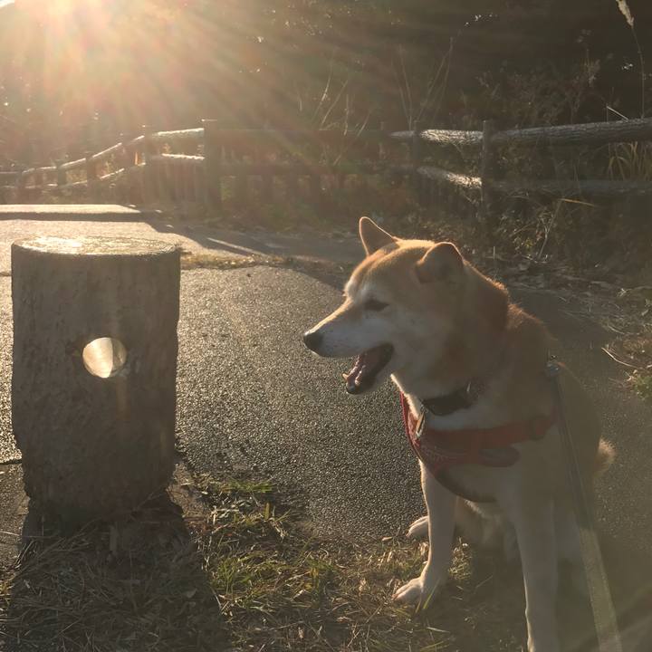 9b1bda2e 454b 4f32 b3c8 50ec20433786