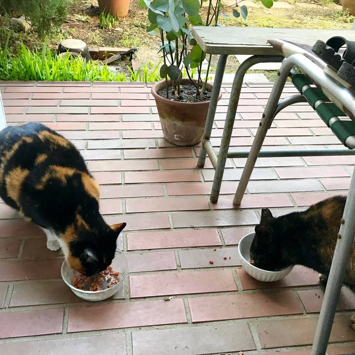 9b1d00fd 85de 4e1a 8a46 7830e9f91872