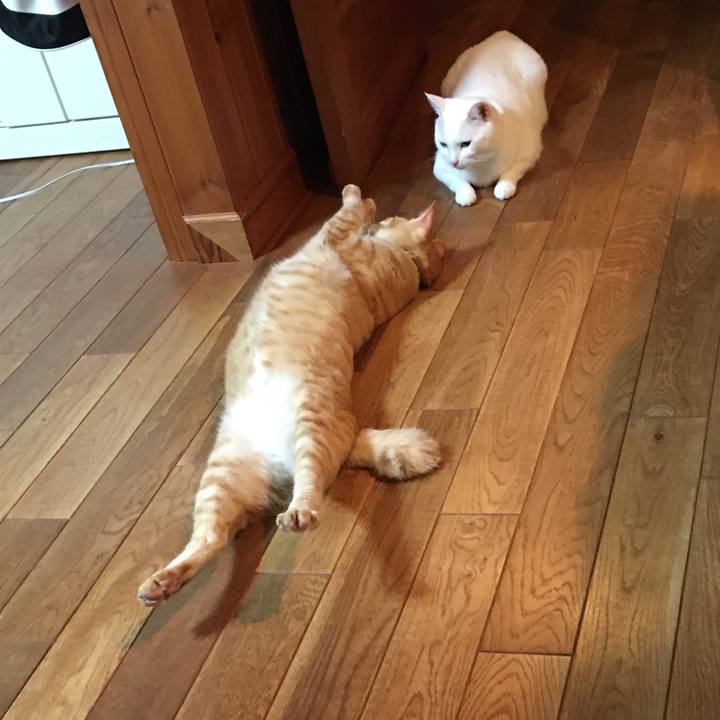 9b22f06e 0785 42cc b297 fcc00b0cee40