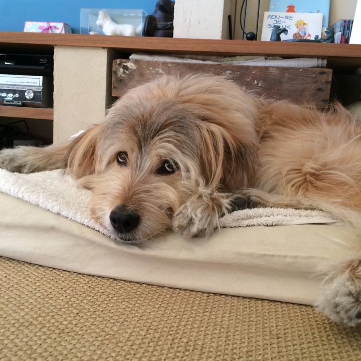 9b31e38c cbe6 4ed0 9b5c e78b8280c743