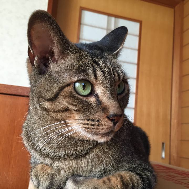 9b4a377c b251 482f a9a0 c37604ab8cd1