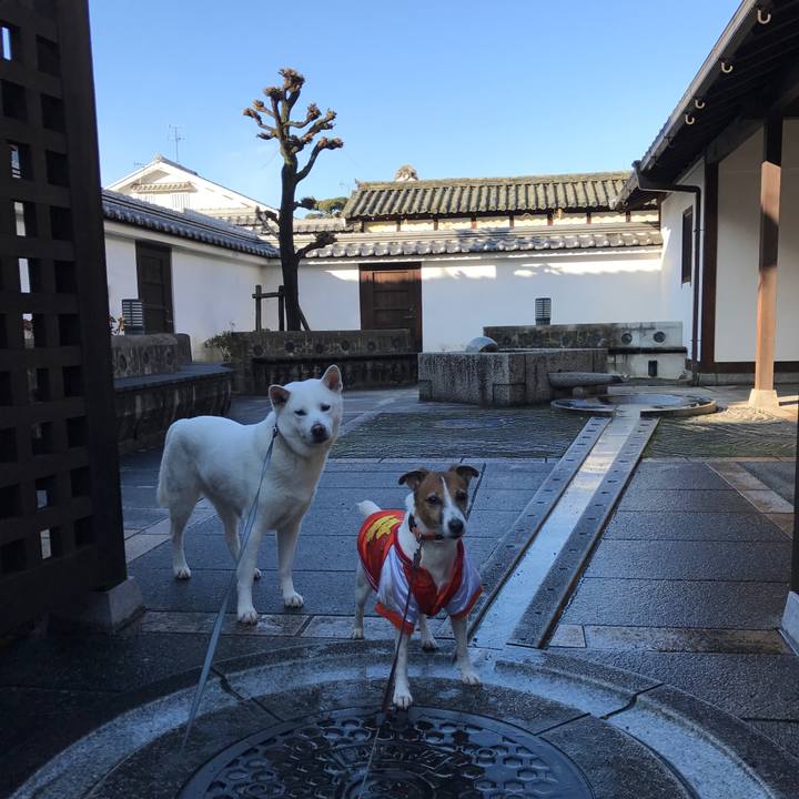 9b6266dc e6aa 4ff6 a0eb 8f81645c8ca8