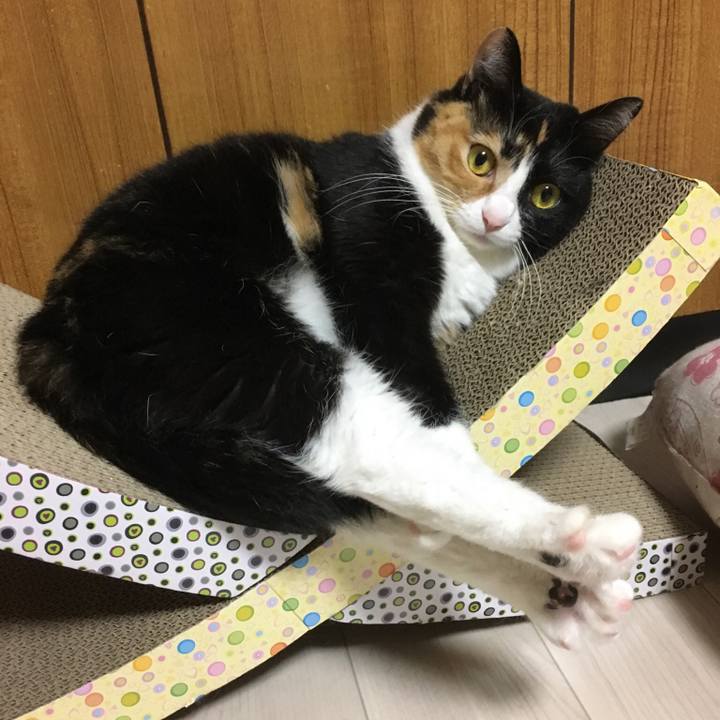 9b713085 0643 48dd a039 6538b3f555f1