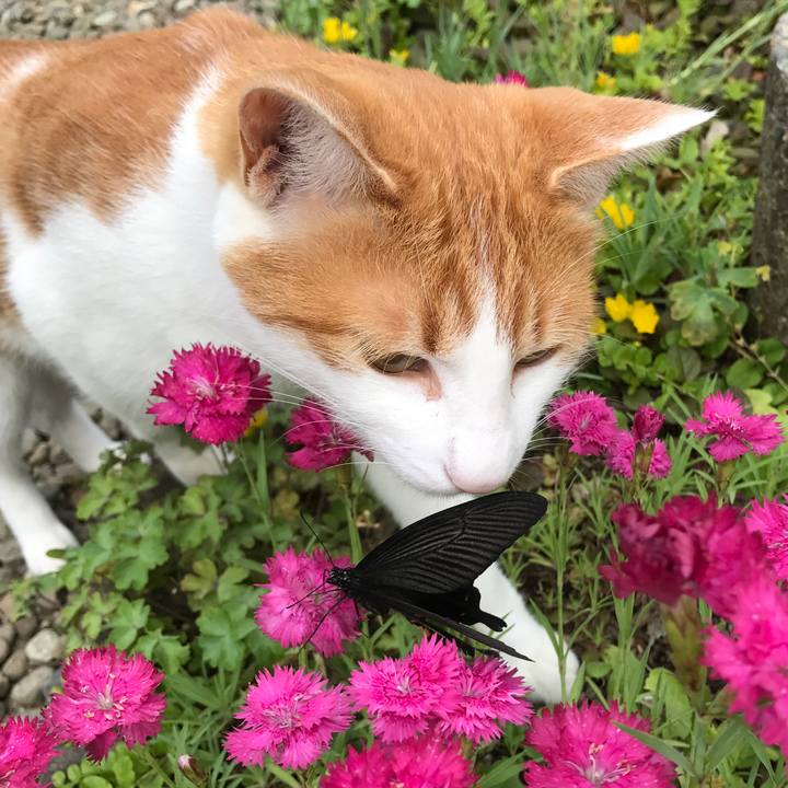 9b7ca3cf 0add 4683 b29d 7977529e8198