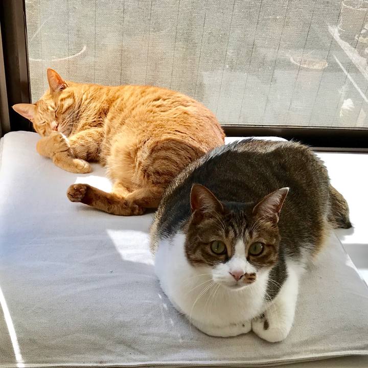 9b81b71e 0845 466d b31c d0b84e687ab7