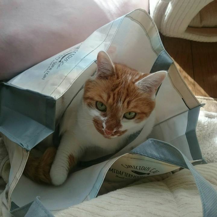 9b8aa68b c0c6 4b4c ab97 acc8a5c3ab23