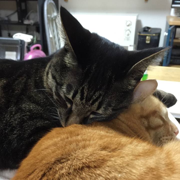 9b8ef585 1635 4878 9ef0 7fa8f1fe6ef0