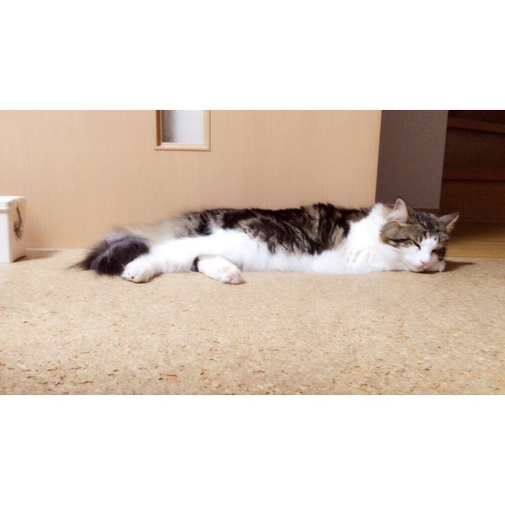 9b94c0b7 da4b 42fe 936b 6d0af158415a