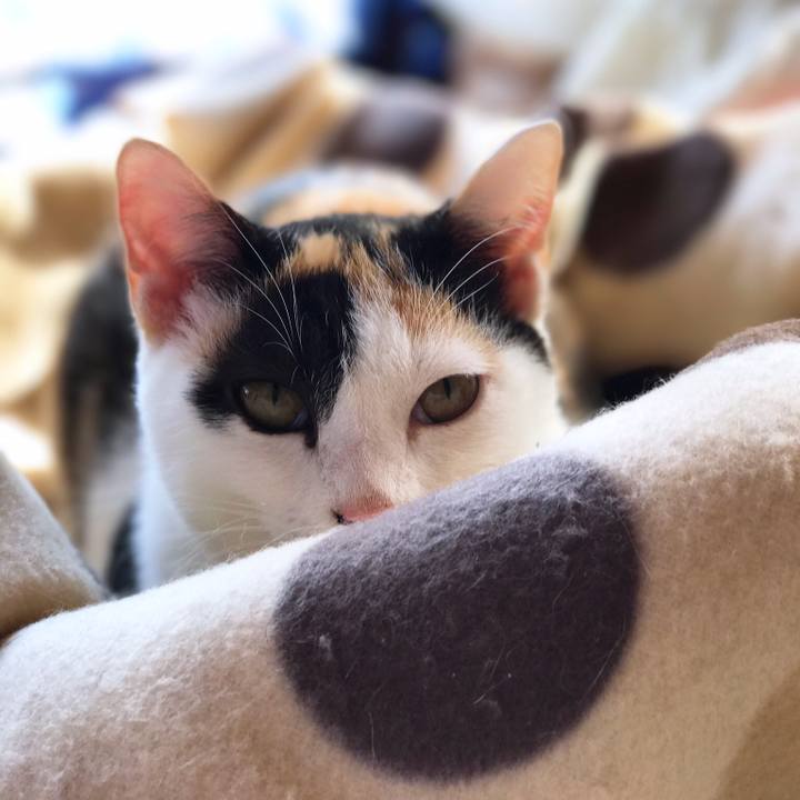 9b9cb91c cfc7 4185 bfa8 09871663216c