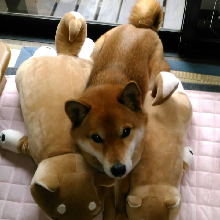 9ba76abe 33df 4f39 89d0 81981b9c25f3