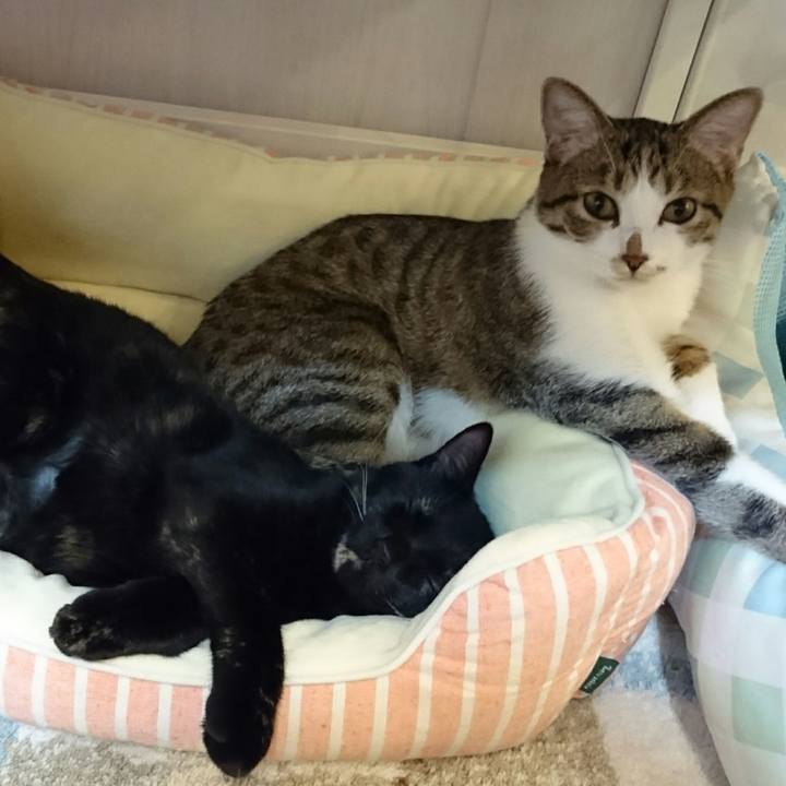 9ba95e63 ed33 4355 9603 b5651882a72f