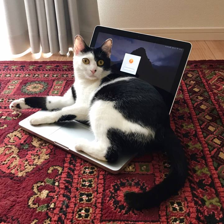 9baf0582 d650 4d49 bf66 8439a43a7912