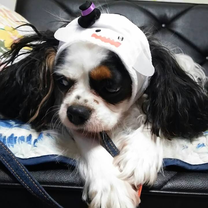 9bafaf86 09e4 4b85 ae6f dd3d851ae135