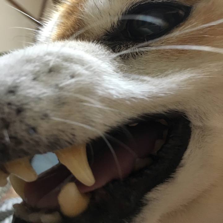 9bb7b816 97c1 4207 8478 74e6c67bf30a