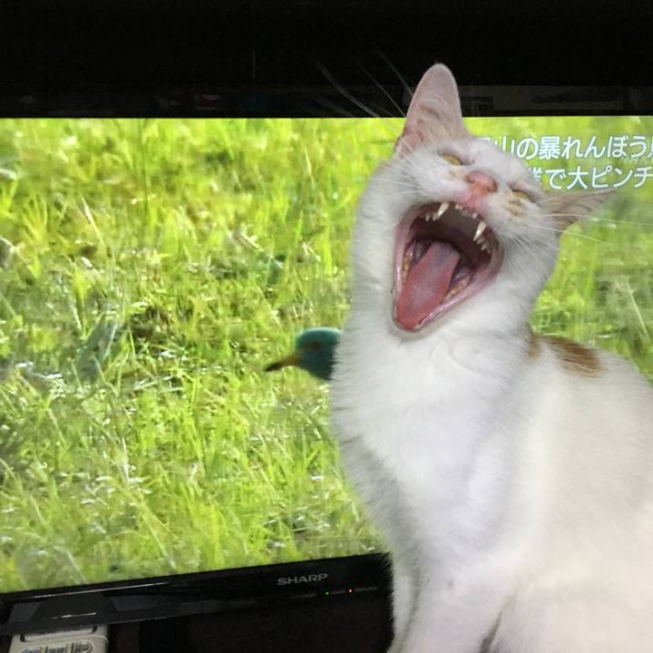 9bc379b1 566f 4e88 87fe fbf802a95fcc