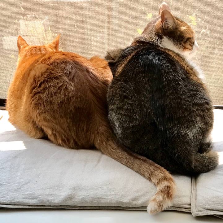 9beadf24 5760 4213 bfe0 0cc9f53ccd76