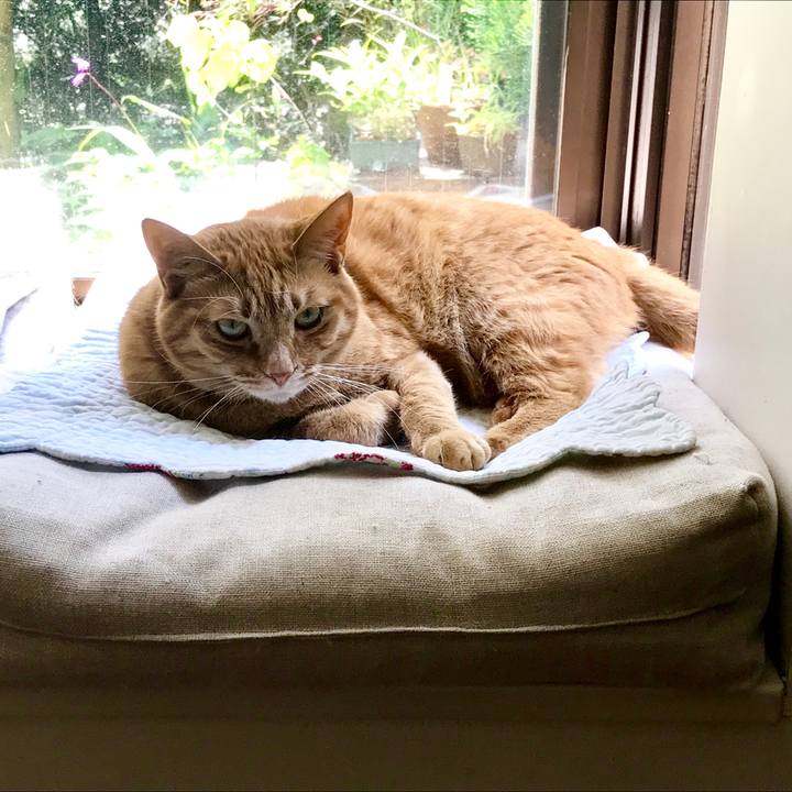 9bf0580a 0ed8 442c a214 6b0da7cdd198