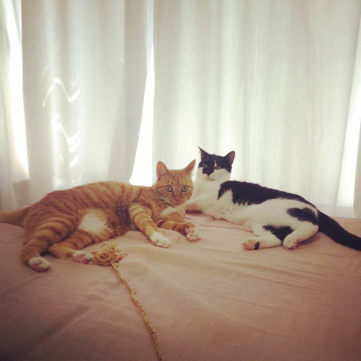 9bf346ee a4b7 4550 ad20 5016b9a7e81a