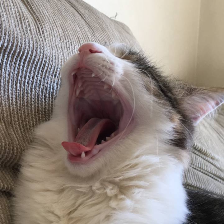 9c02a16e 5f18 43fb 943c cb93b24e50e5