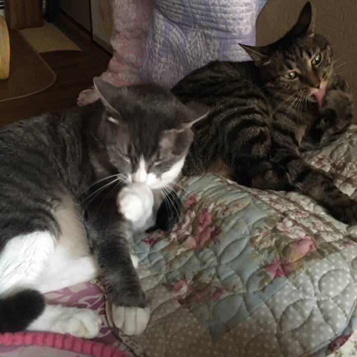 9c0abb62 c407 400b b8cd 965942e837a0