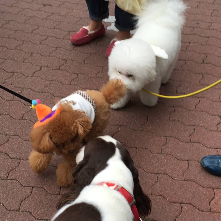 9c0b7e74 ad4c 482a b95d 3dde4b828bf2