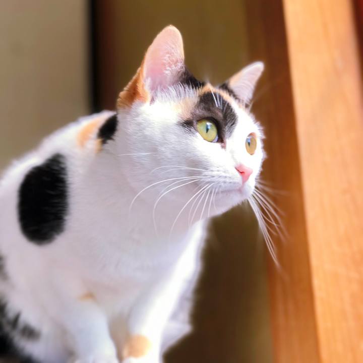 9c1af958 76be 4368 8e00 da6ffccefb95