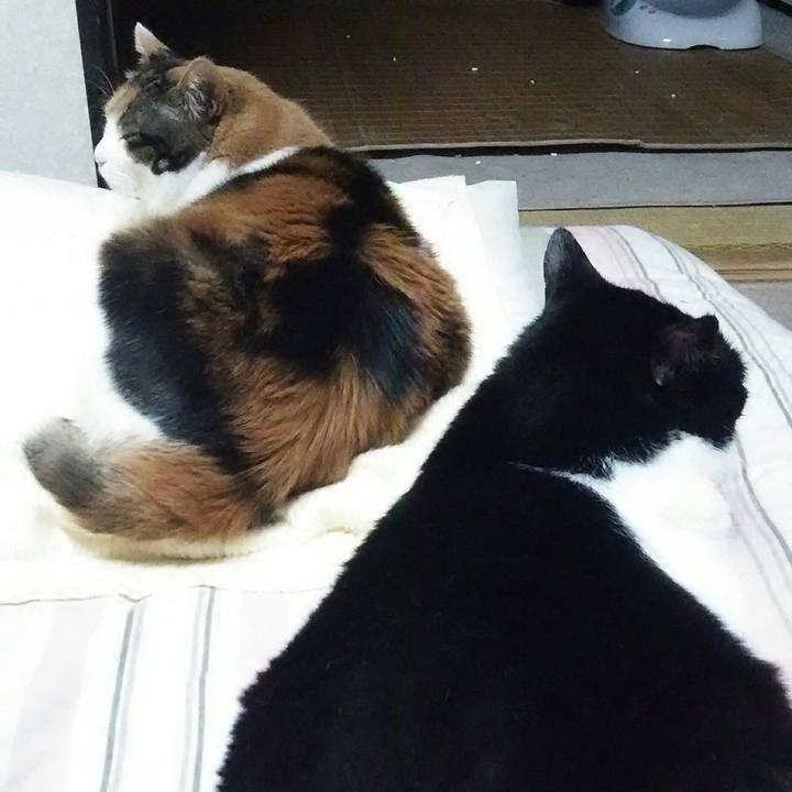 9c1c15d1 c04d 42bb 89e0 7b471c7fc5c5