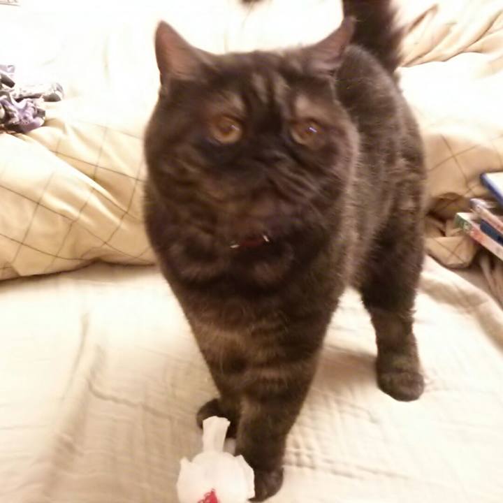 9c3458e6 316b 4b16 9efb 3ee4a8785159