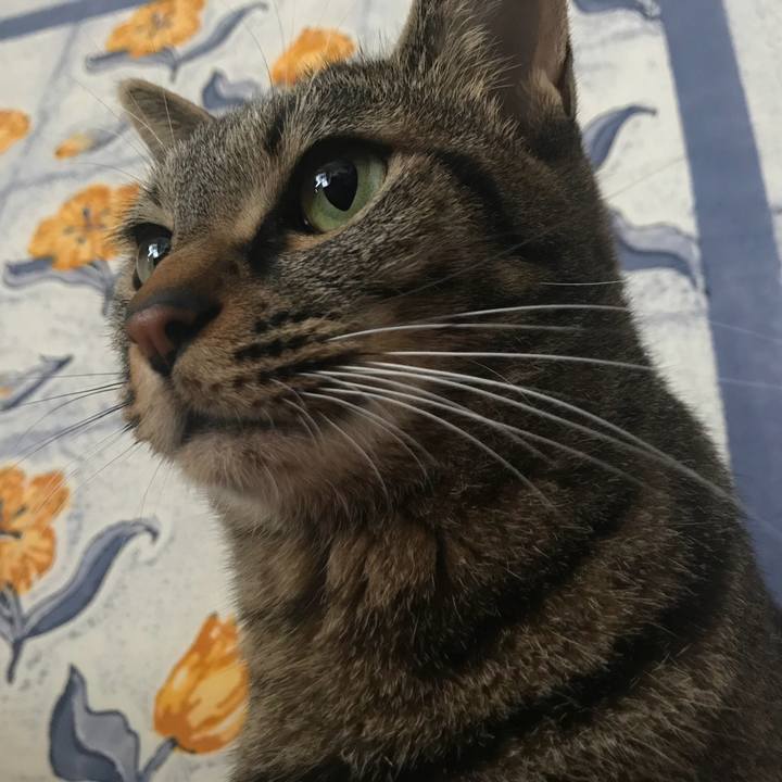 9c3e5559 cb80 4186 b50c 324bd9f8a0b1