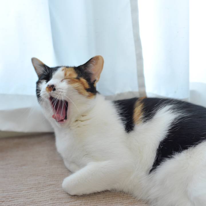 9c3fcb6c 0698 4318 bf3a 95f24f398fa4