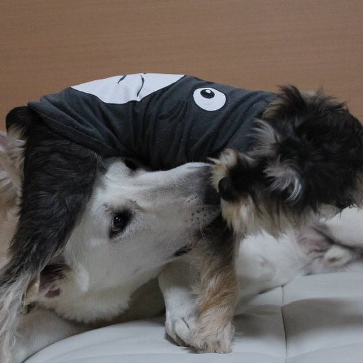 9c4198bb 43c4 4335 9aa0 fa02a17afaf7