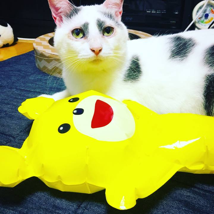 9c43a115 ad12 46a4 81fc 3522b5b6caf4