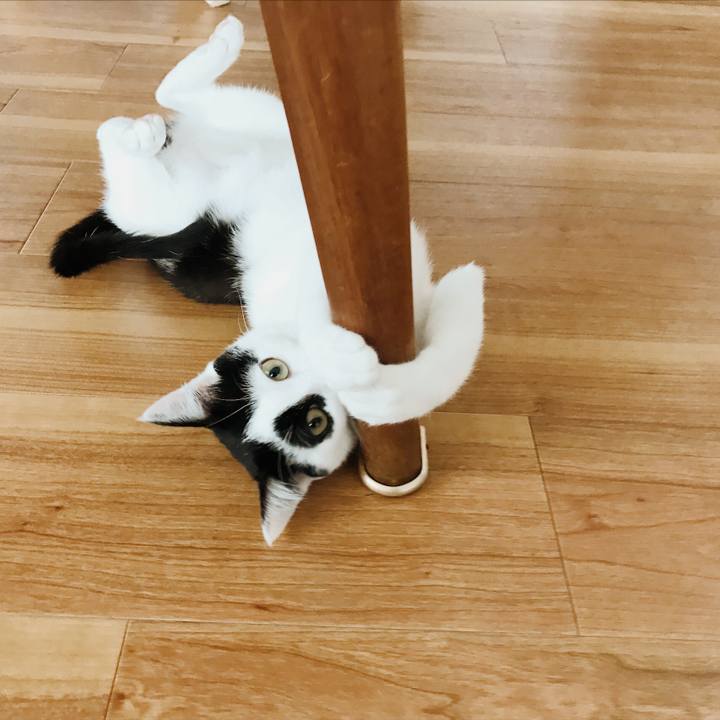 9c4eaffe 3b20 4886 8645 4e5c04af779e