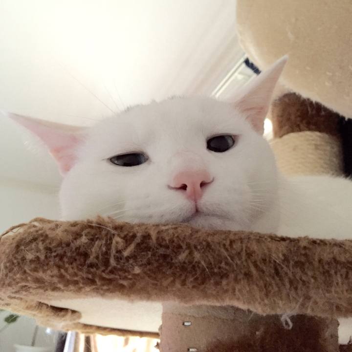 9c5ba48c 1481 4bcc adfd 2db4216d5e4a