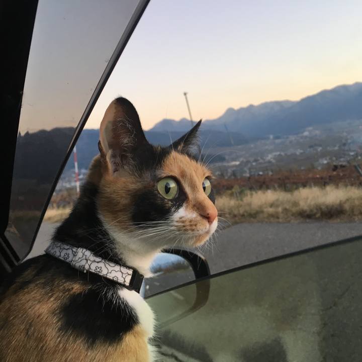 9c5ca203 2968 4064 aec5 51f8064cd536