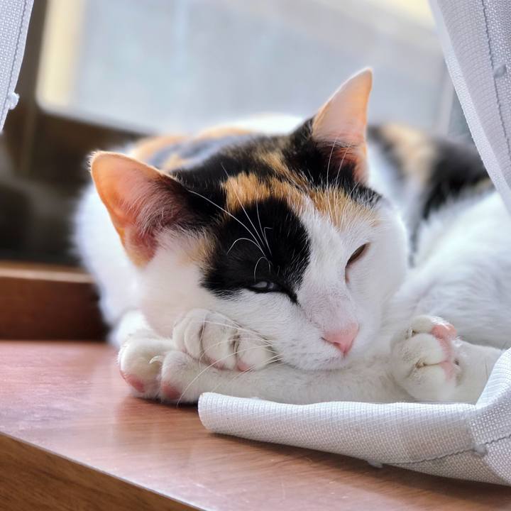 9c5ce8d2 7a62 45ea a193 f1cc536b6c07