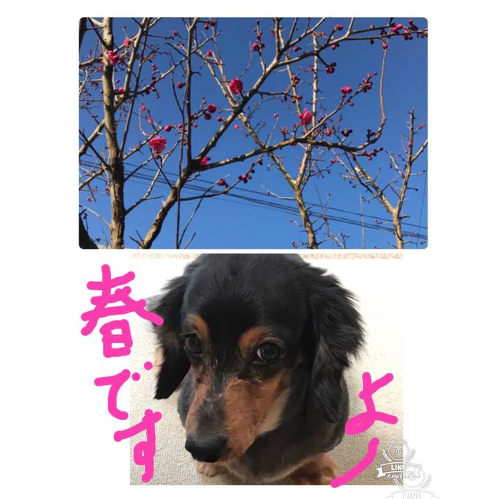 9c60a1e1 d323 448e bbd3 ca38ca50fea2